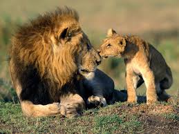 lion and cub